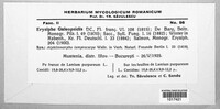 Neoerysiphe galeopsidis image